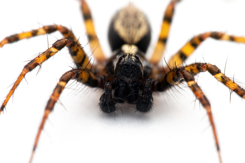 Toothed Weaver