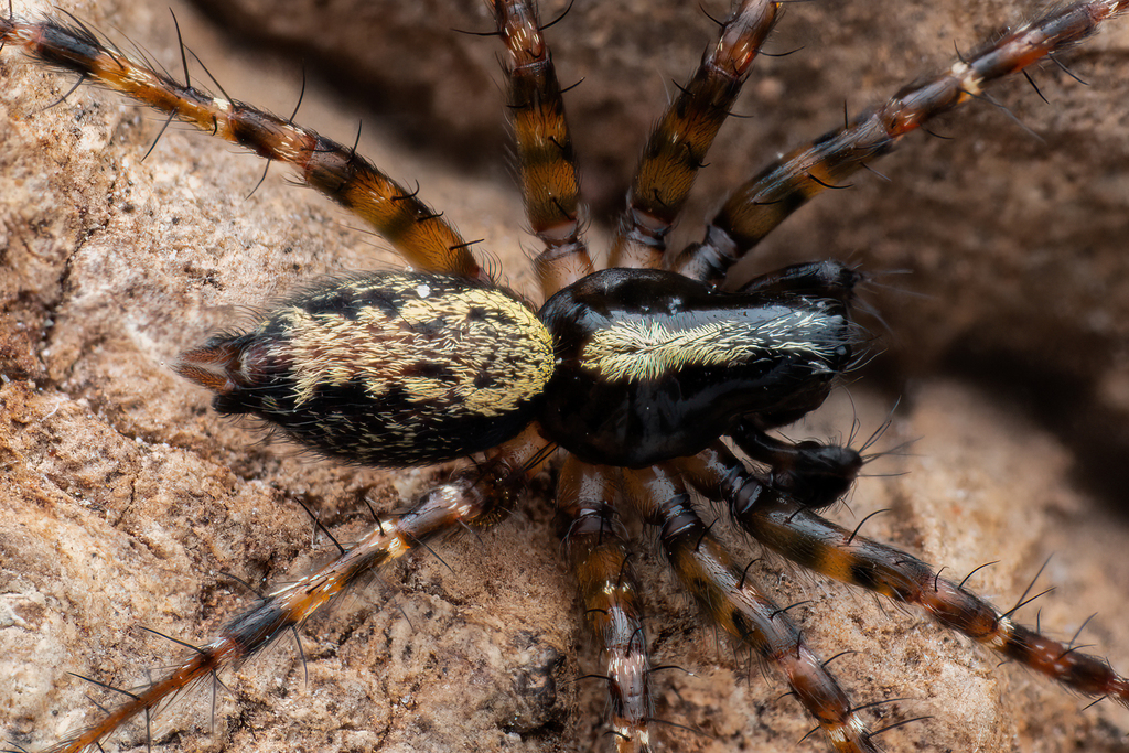 spider with black and yellow striped legs 