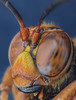 Cicada-killer Wasps - Photo (c) Danny Goodding, all rights reserved, uploaded by Danny Goodding