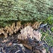 Ramaria apiculata brunnea - Photo (c) Justin Loucks, all rights reserved, uploaded by Justin Loucks