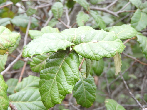 Quercus hypoxantha