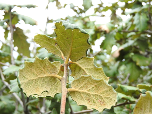 Quercus hypoxantha