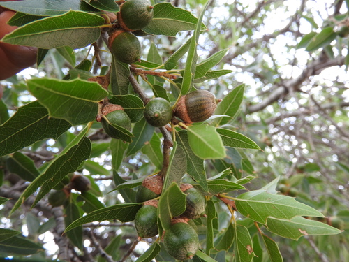 Quercus saltillensis