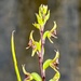 Prasophyllum macrostachyum - Photo 由 Greg Bourke 所上傳的 (c) Greg Bourke，保留所有權利