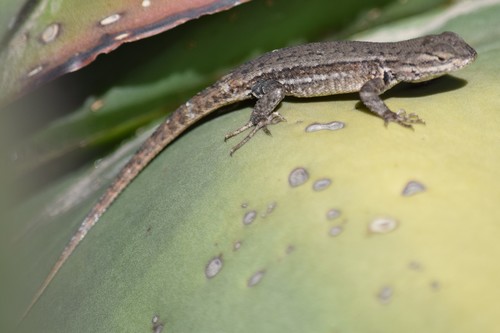 Dull Cursorial Spiny Lizard