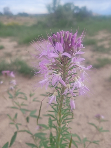 Rocky Mountain Beeplant