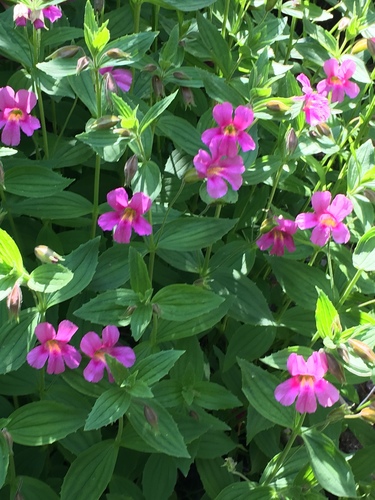 Lewis' monkeyflower