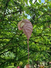 Aristolochia grandiflora image