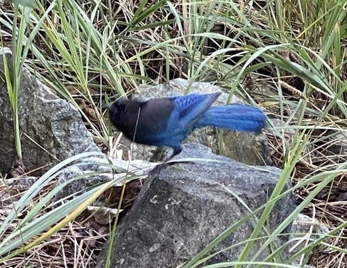 Steller's Jay
