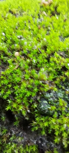 Pseudocrossidium replicatum