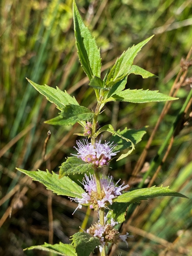 Mentha arvensis