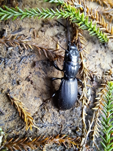 Mecodema rusticulus · iNaturalist