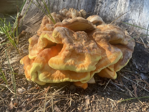 iNaturalist observation photo of Conifer Chicken of the Woods
