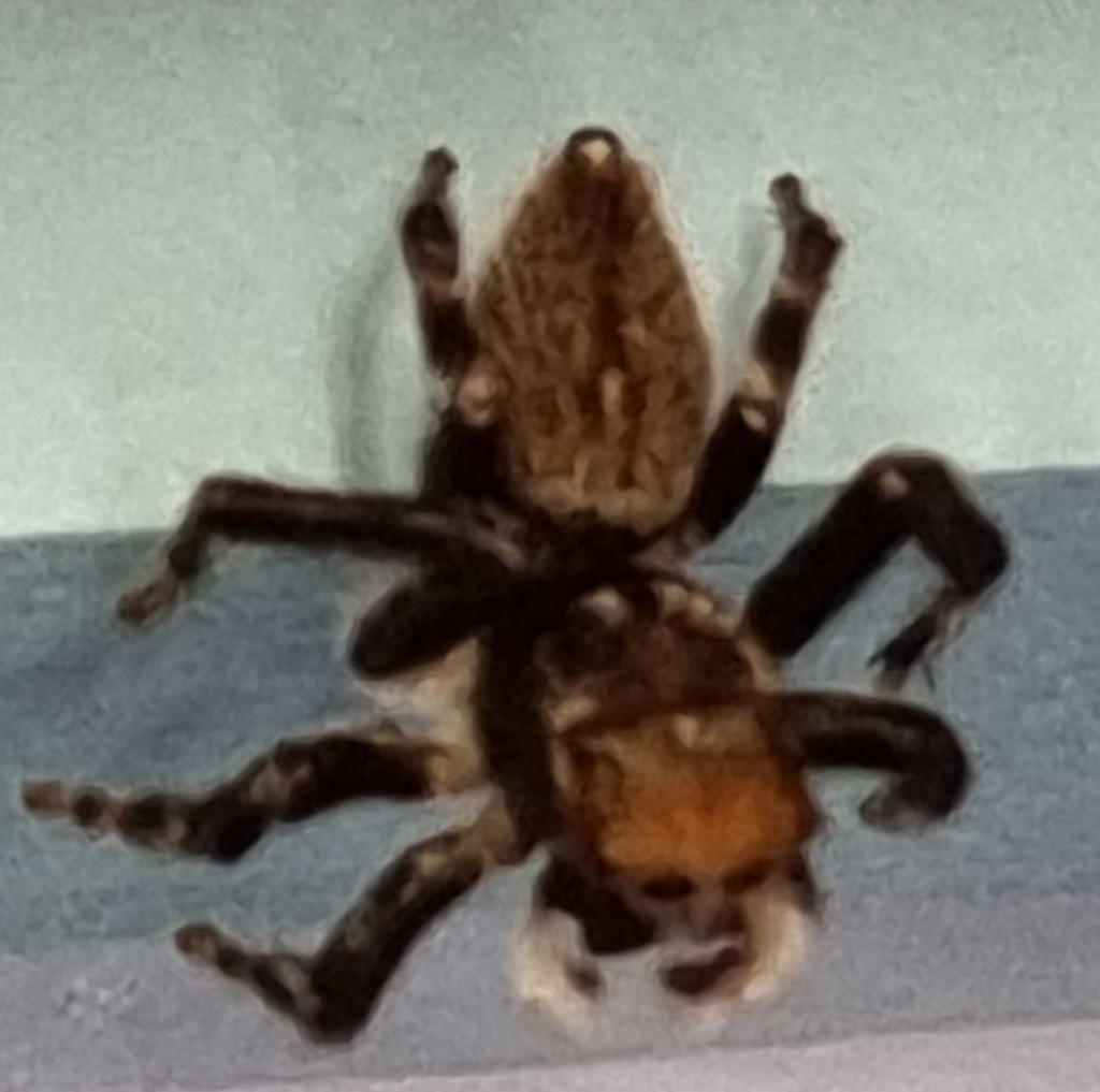 White Banded House Jumper from Glenview QLD 4553, Australia on August ...