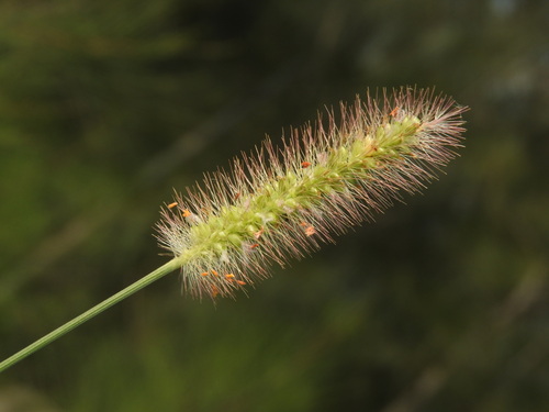 Setaria pallide-fusca