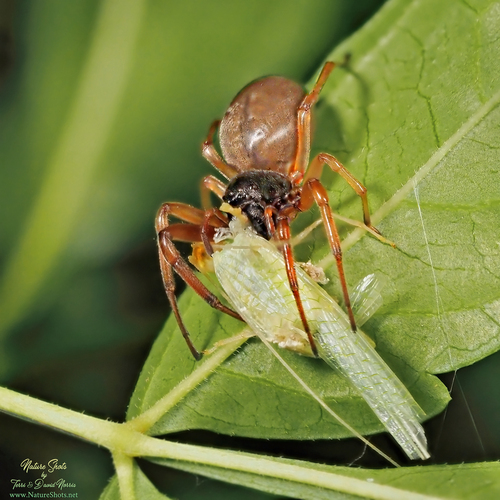 Broad-faced Sac Spider