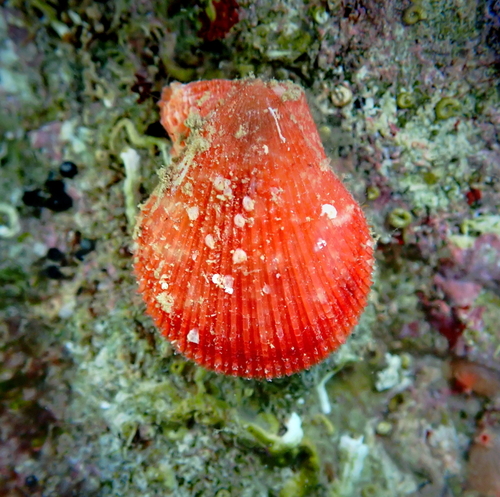 Talochlamys multistriata (Poli, 1795)