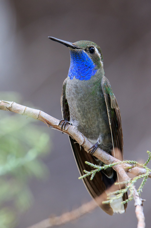 Blue-throated Mountain-gem photo