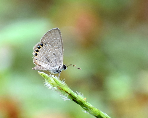 Jewelled Grass-blue