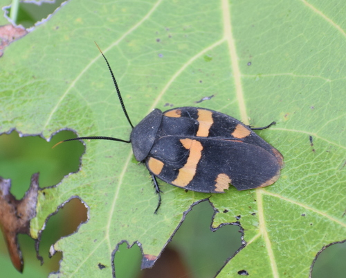 Therea nuptialis