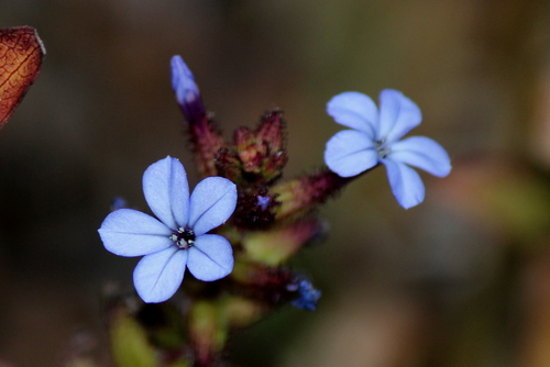 How to identify Plumbago caerulea Kunth