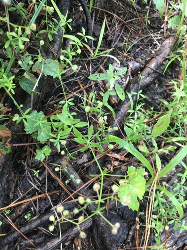 bald bedstraw (Galium orizabense)