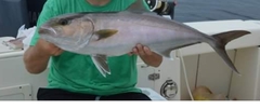 Greater Amberjack