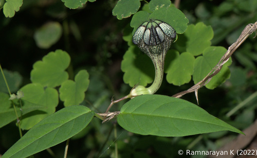 Ceropegia longifolia