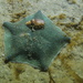 New Zealand Common Cushion Star - Photo (c) Albeer, all rights reserved, uploaded by Albeer