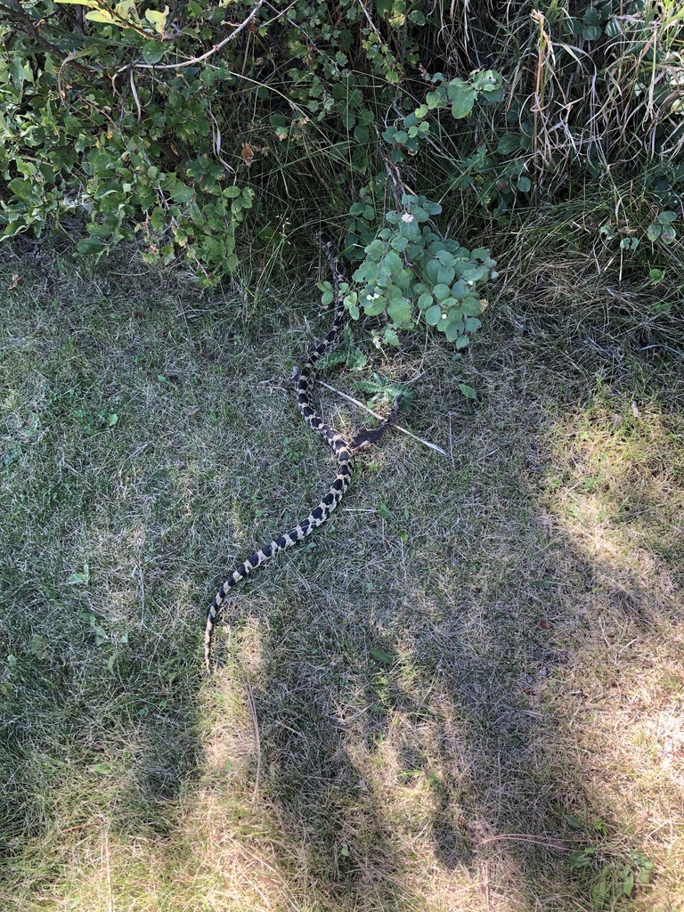 Bullsnake from Wind Cave National Park, Hot Springs, SD, US on August ...