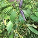 Lasianthus micranthus - Photo (c) JyhMin Chiang, כל הזכויות שמורות, הועלה על ידי JyhMin Chiang