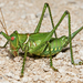 Greater Arid-land Katydid - Photo (c) Jason Penney, all rights reserved