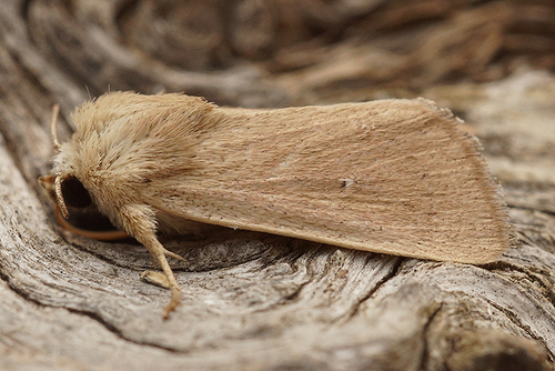 Mythimna sicula