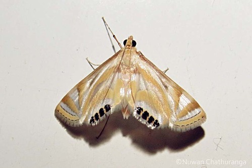 Eoophyla sejunctalis