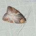 Gyrtothripa papuana - Photo (c) Roger C. Kendrick, todos los derechos reservados