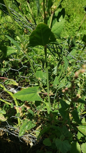 iNaturalist observation photo of Creeping Saltbush
