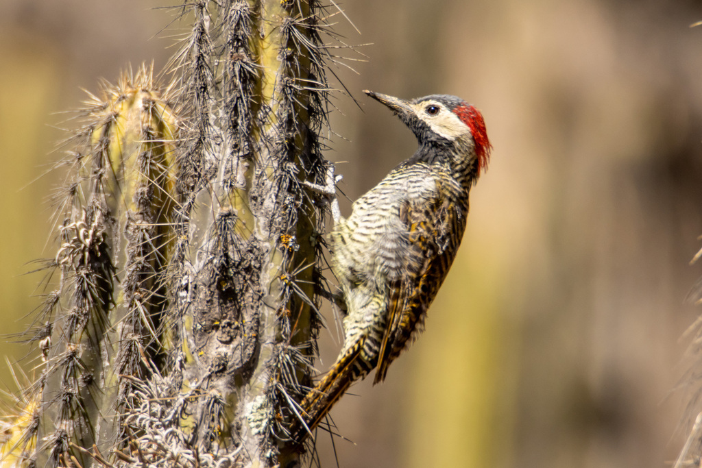 Black-necked Woodpecker photo