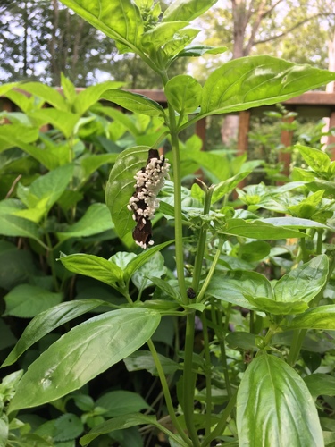 Trichogramma turkestanicum