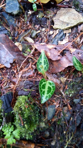 Pyrola alboreticulata