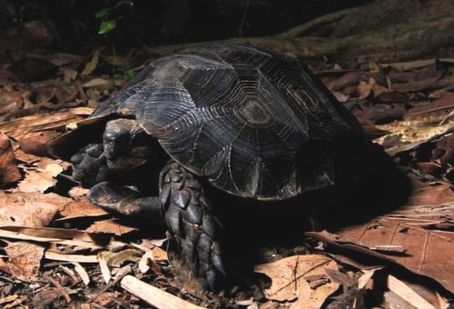 Asian Forest Tortoise