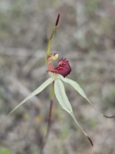 Caladenia stellata D.L.Jones