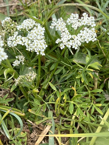 Cnidium salinum