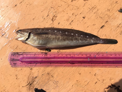 Spotted Hake