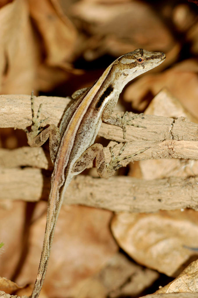 Copper Anole