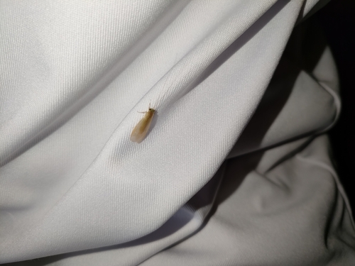 Oestropsyche vitrina