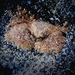 Hairy Porcelain Crab - Photo (c) Stefan Pav, all rights reserved, uploaded by Stefan Pav