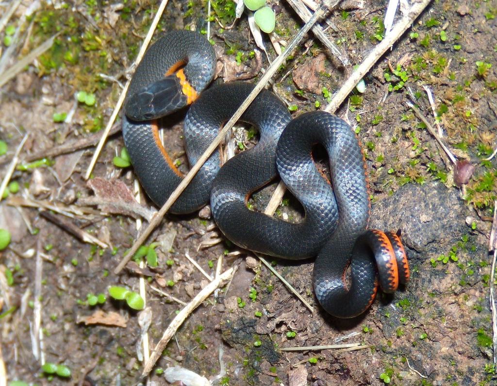 Ringneck Snake (Reptiles of Bouverie Preserve of ACR) · iNaturalist