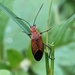 Boxelder Bugs - Photo (c) Kunaparaju Shanmukh Varma, all rights reserved, uploaded by Kunaparaju Shanmukh Varma