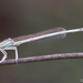 Platycnemis dealbata - Photo 由 David Kotter 所上傳的 (c) David Kotter，保留所有權利