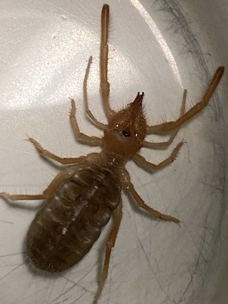 Eremobates docolora from Dinosaur Provincial Park, Newell County, AB